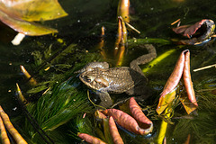 20150410 7624VRAw [D~RI] Erdkröte (Bufo bufo), Rinteln