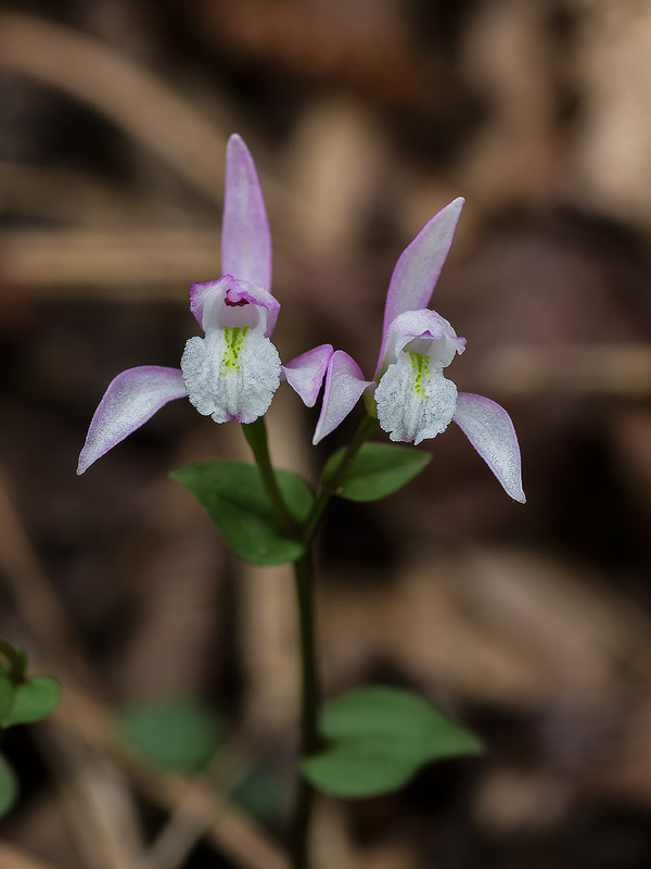 Triphora trianthophoros (Three-birds orchids)