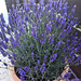 Lavendel