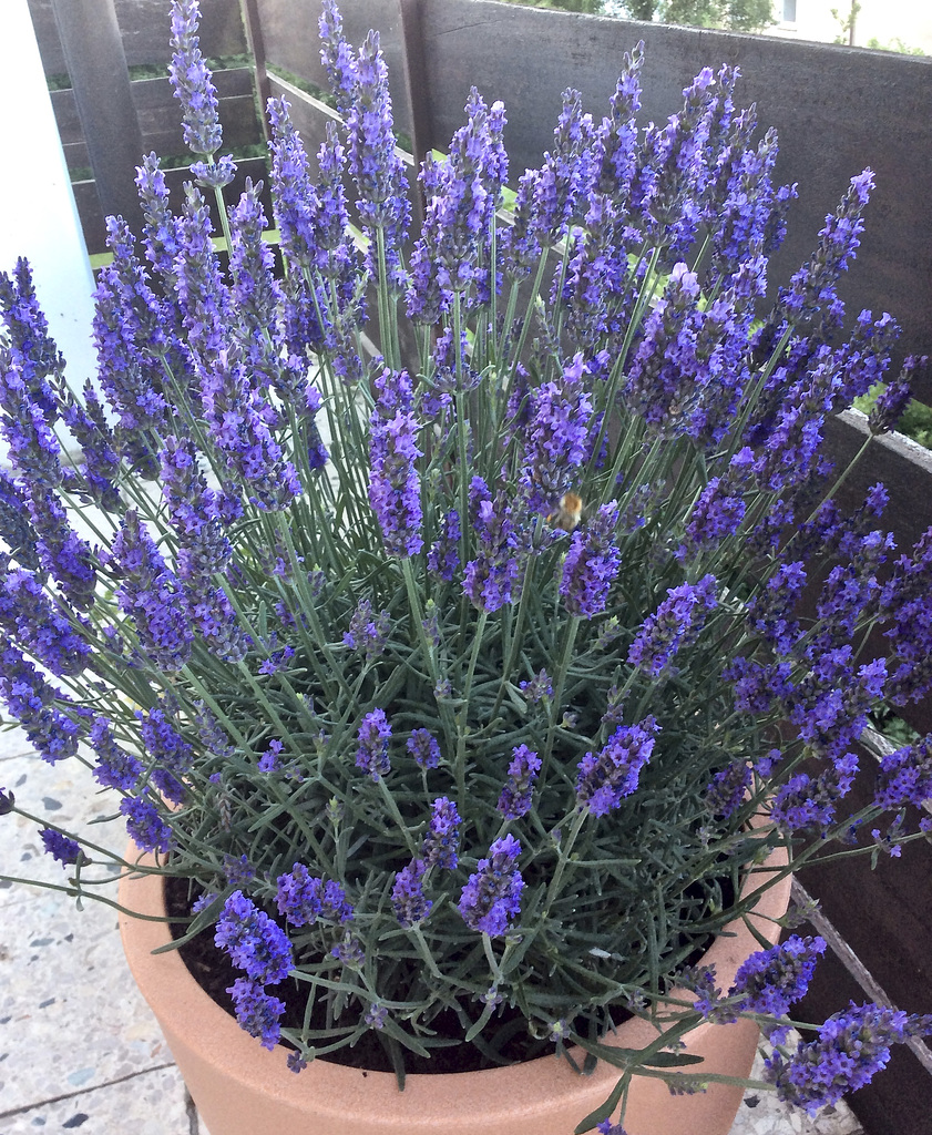 Lavendel