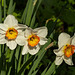 Day 4, Narcissi growing wild, Pt Pelee