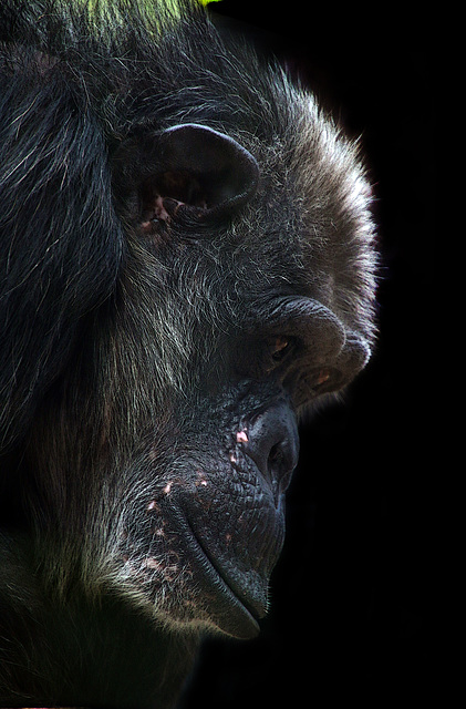 A perpétuité , pourtant je suis innocent ! A perpétuité , pourtant je suis innocent !