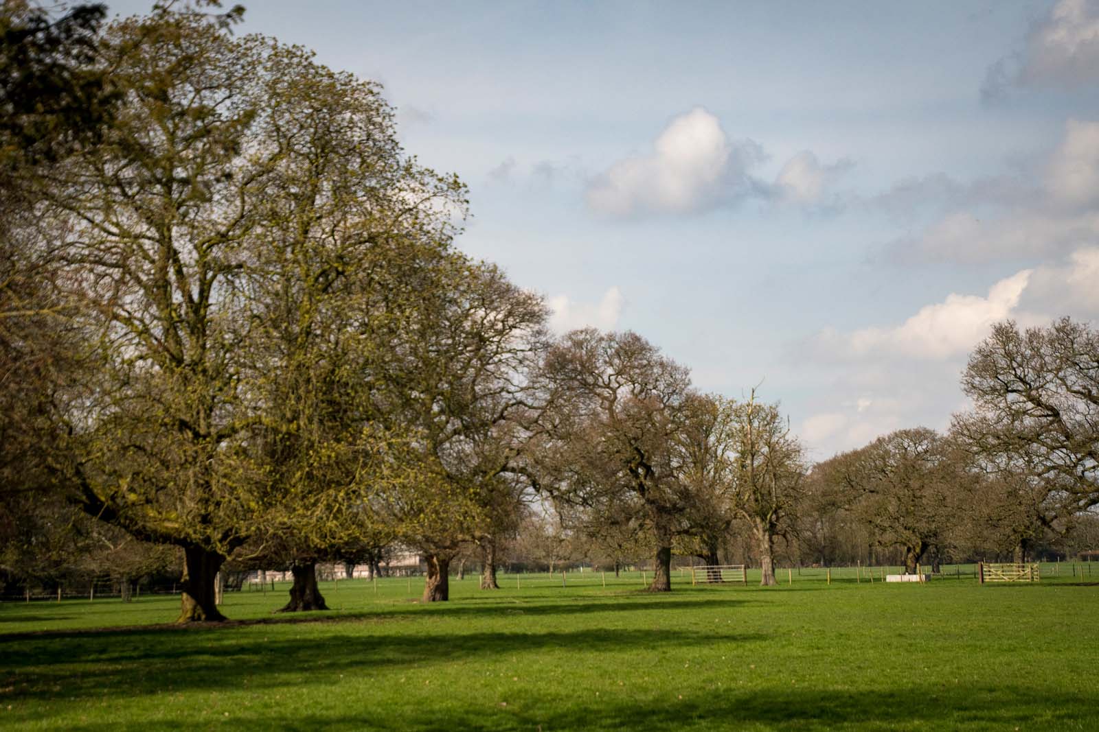 Horse Chestnut trees