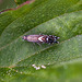 20110519 2775RMw [D~MI] Rundstirnmotte (Glyphipterix thrasonella), Großes Torfmoor, Hille