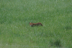 Fuchs im Gras II
