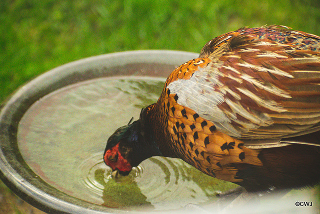 Fred the Cock Pheasant has discovered the bird bath!