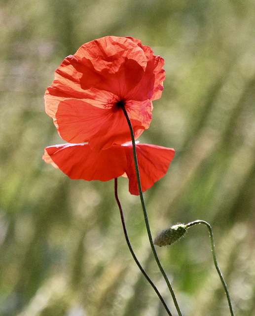 Mohnblüte im Gegenlicht