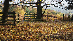 Autumnal Carpet