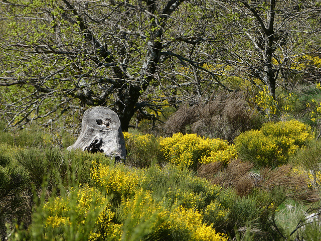 20220501 Rando Le Tayrac (Cevennes) (27)