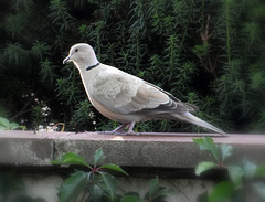 Türkentaube auf der Mauer