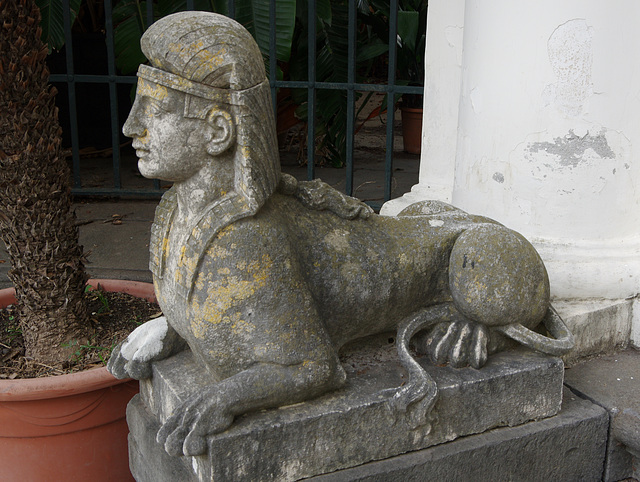 Sphinx with a pony-tail