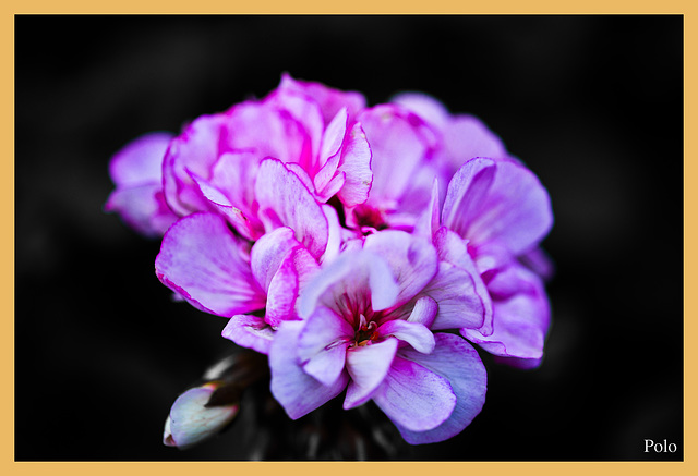 Una pareja de flores por primavera (+ 1 Nota)