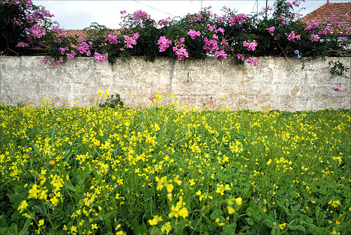 Penedos, Oxalis pes-caprae and  Podranea ricasoliana, seasonal flowers