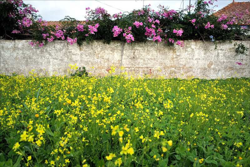 Penedos, Oxalis pes-caprae and  Podranea ricasoliana, seasonal flowers