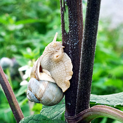 Weinbergschnecke (Helix pomatia)    (PIP)