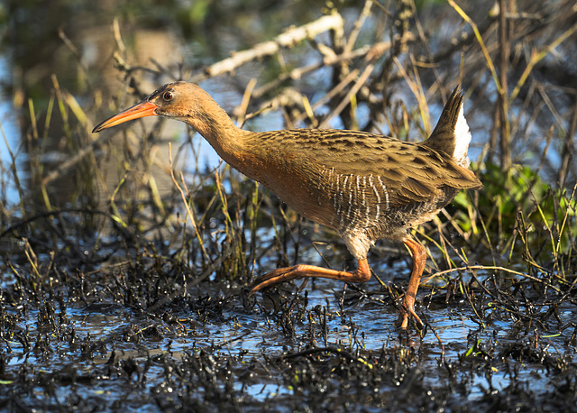 Ridgway's Rail