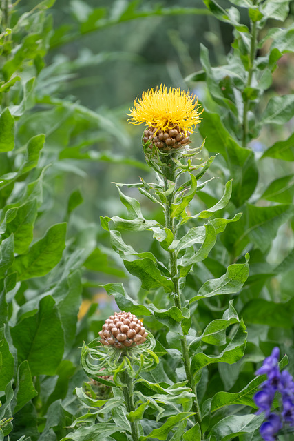 194-365, Großköpfige Flockenblume