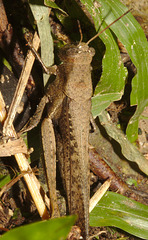 IMG 8425grasshopper