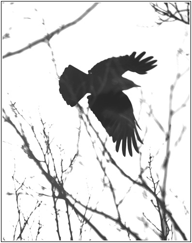 Crow