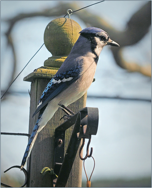 Blue jay