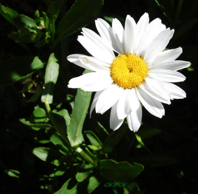 Marguerite