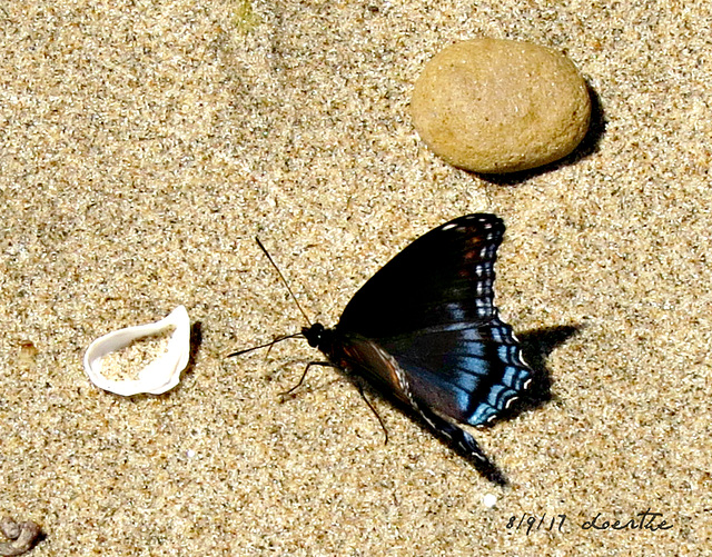 Red-spotted Purple (Limenitis Astyanax)