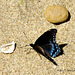 Red-spotted Purple (Limenitis Astyanax)