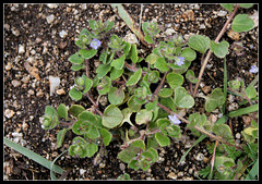 Veronica hederifolia  (1)