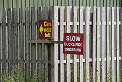 SLOW DUCKLINGS CROSSING