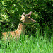 White-tail Deer