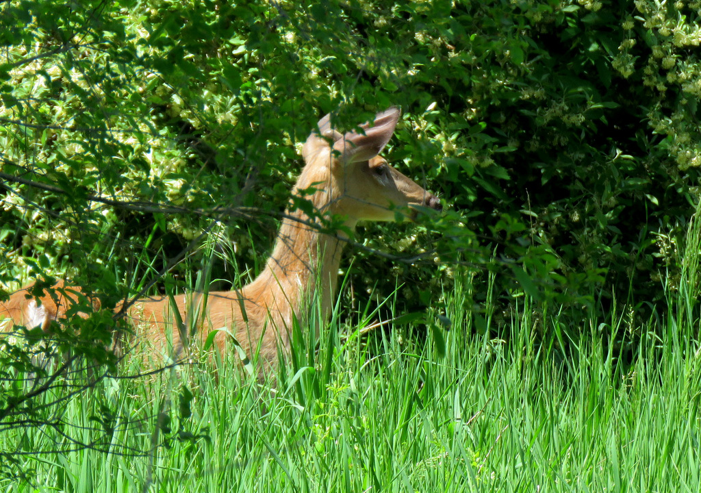 White-tail Deer