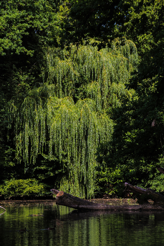 Sommer in der Wetterau