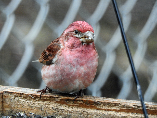 Purple Finch