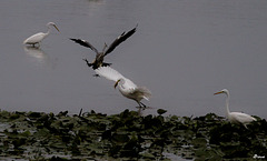 Bagarre pour la pêche