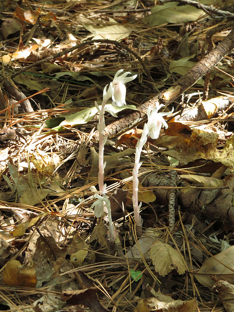 Indian pipe in bloom