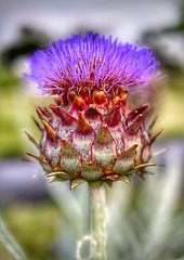 Cynara Cardunculus