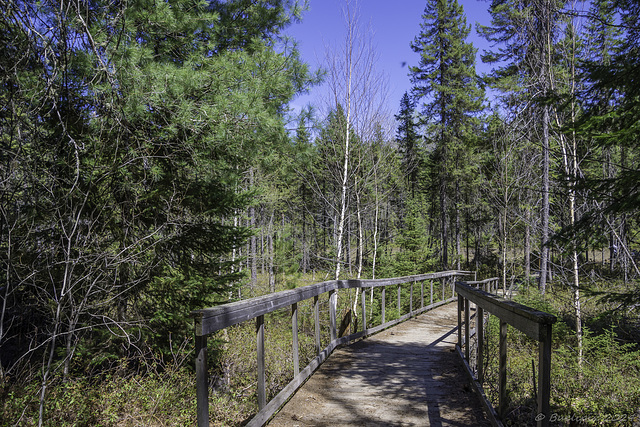 auf dem Spruce Bog Boardwalk (© Buelipix)