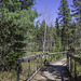 auf dem Spruce Bog Boardwalk (© Buelipix)