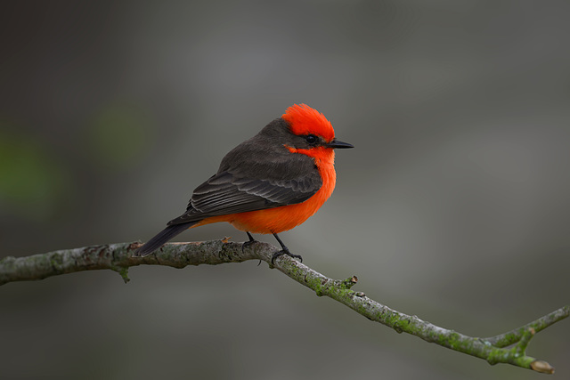 Vermilion Flycatcher