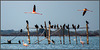 Kormorane und Flamingos