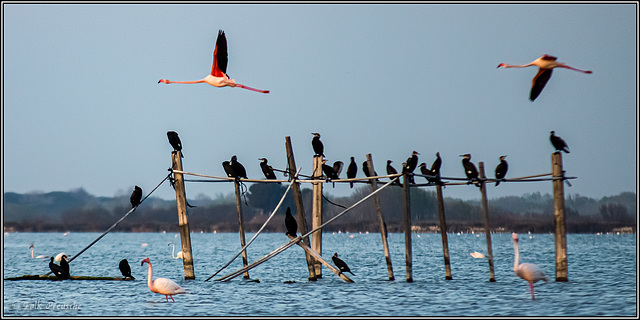 Kormorane und Flamingos Kormorane und Flamingos