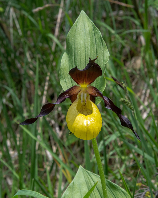 Cypripedium calceolus, Frauenschuh - 2017-06-01_D500_DSC1810