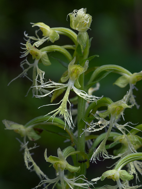 Platanthera lacera (Ragged Fringe orchid)