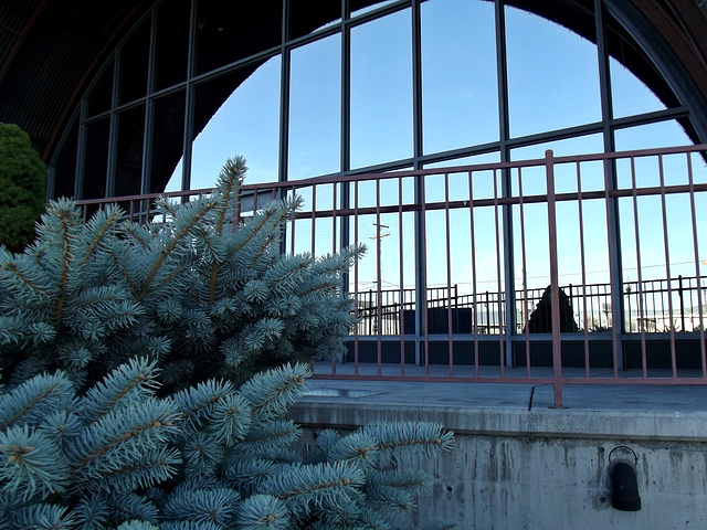 Spruce with window