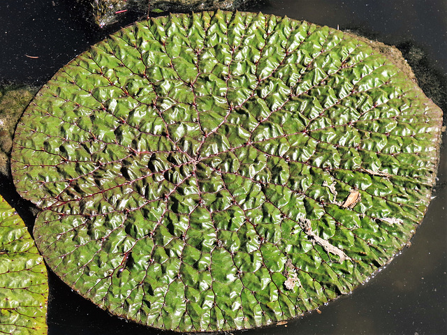 Euryale ferox, Parc de la Tête d'Or, Lyon (Rhône)