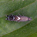 20110519 2776RMw [D~MI] Rundstirnmotte (Glyphipterix thrasonella), Großes Torfmoor, Hille