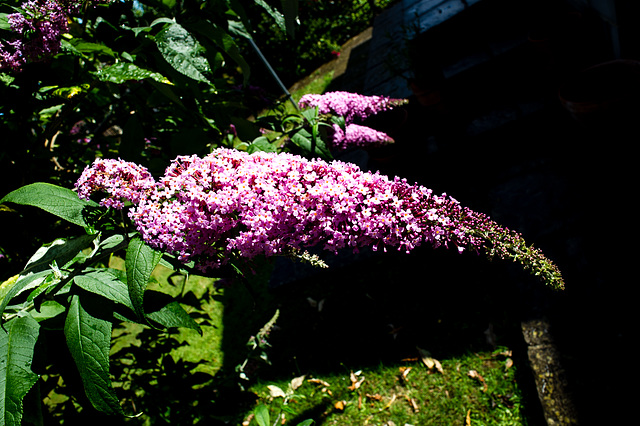 Buddleia in Late June