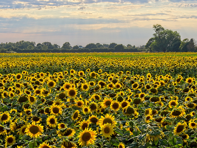 A Field Full of Sunshine + PiP