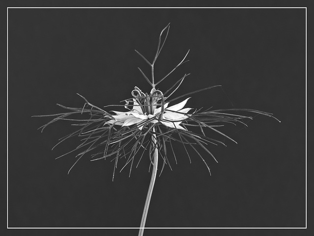 Love-in-a Mist (Nigella)