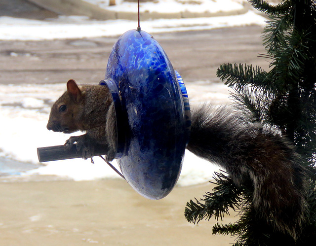 A new 'bird' species in our feeder.